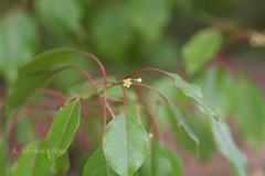 Janakia arayalpathra